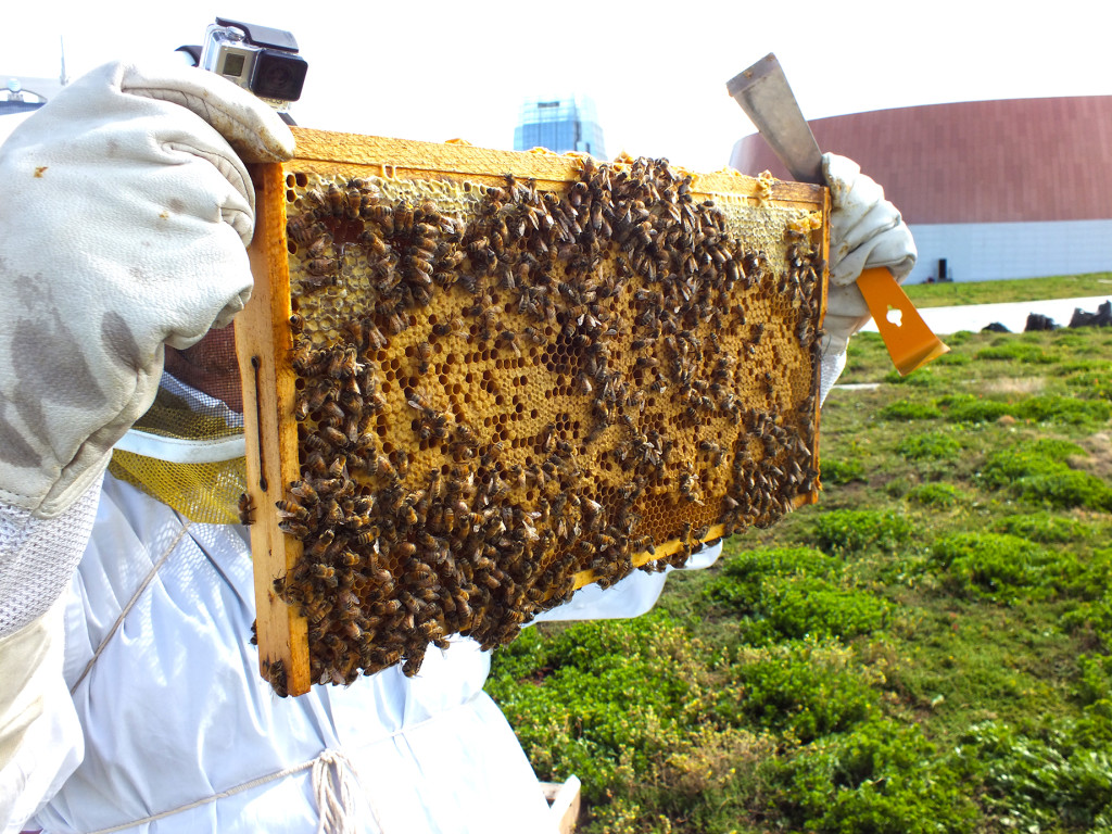 Music City Center Bees