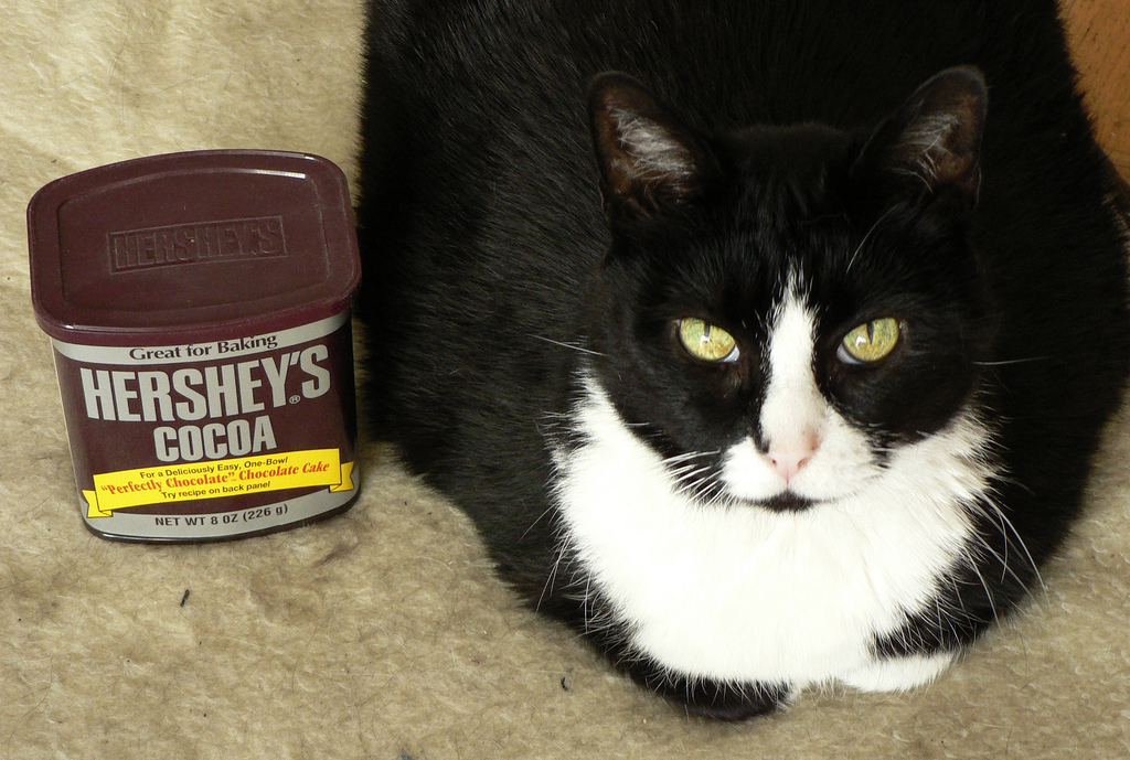 Chocolate good 2024 for cats