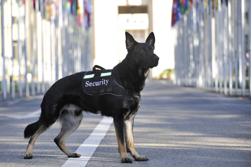 Nero, the dog of the United Nations Security prepared for the Geneva detection of explosives and firearms.