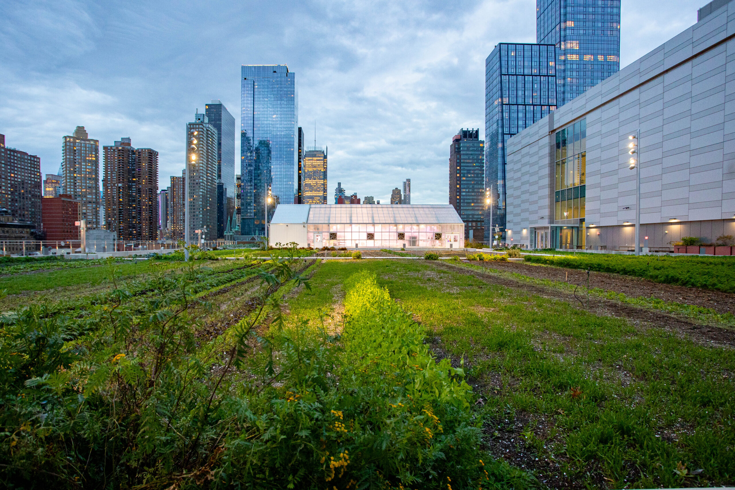 Javits Center's rooftop farm and greenhouse with the NYC skyline in the background